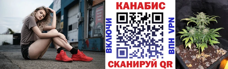 Конопля гибрид  Нерчинск 